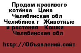 Продам красивого котёнка › Цена ­ 800 - Челябинская обл., Челябинск г. Животные и растения » Кошки   . Челябинская обл.